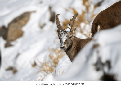 Majestic Alpine ibex in high-definition. A symbol of untamed beauty and resilience. Perfect for captivating wildlife enthusiasts and nature lovers. Explore now! - Powered by Shutterstock