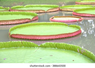 Majestic Amazon Lily Pads