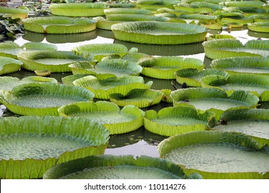 Majestic Amazon Lily Pads In Tropical Asia (Victoria Regia)