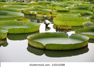 Majestic Amazon Lily Pads In Tropical Asia (Victoria Regia)