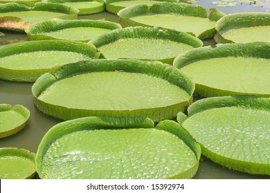 Majestic Amazon Lily Pads In Tropical Asia