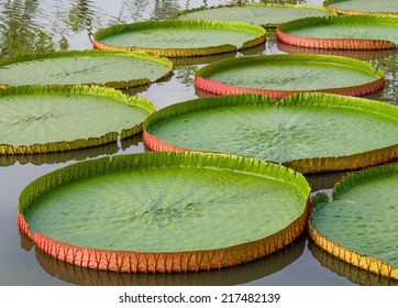 Majestic Amazon Lily Pads In Tropical Asia (Victoria Regia)