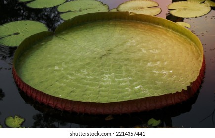 Majestic Amazon Lily Pads In Tropical Asia