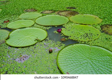 Majestic Amazon Lily Pads (Victoria Regia / Victoria Waterlily)