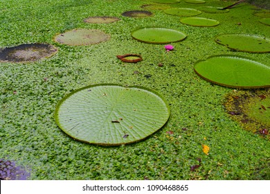 Majestic Amazon Lily Pads (Victoria Regia / Victoria Waterlily)