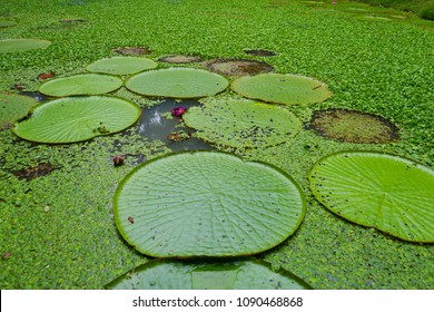 Majestic Amazon Lily Pads (Victoria Regia / Victoria Waterlily)