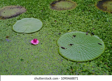 Majestic Amazon Lily Pads (Victoria Regia / Victoria Waterlily)