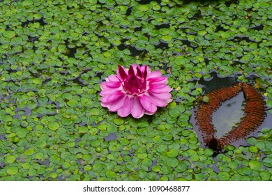 Majestic Amazon Lily Pads (Victoria Regia / Victoria Waterlily)