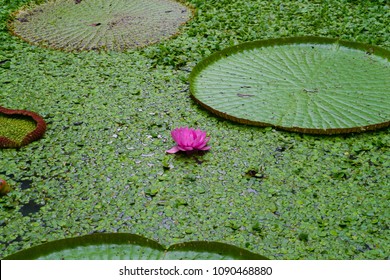 Majestic Amazon Lily Pads (Victoria Regia / Victoria Waterlily)