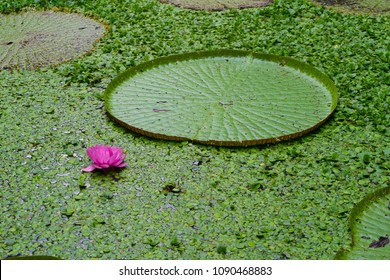 Majestic Amazon Lily Pads (Victoria Regia / Victoria Waterlily)