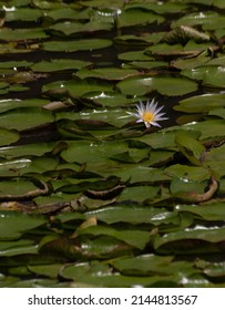 Majestic Amazon Lily Pads (Victoria Regia)