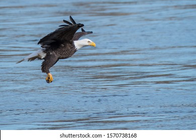 Majestic American Bald Eagle Stock Photo (Edit Now) 1570738168