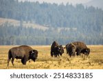 A majestic American bison grazing in the vast grasslands, symbolizing the wild beauty of North America