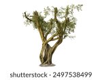 Majestic and ancient olive tree, isolated on a black background, showcasing its gnarled trunk and lush green foliage. Ideal for nature, agriculture, and historical themes.