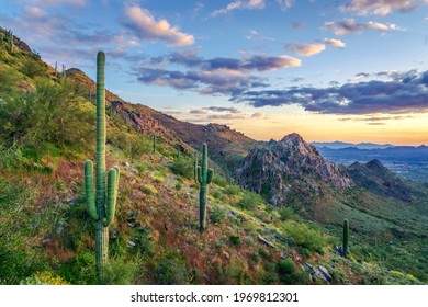 Majestic Arizona sunset with Saguaro silhouette shot from the McDowell Mountains.