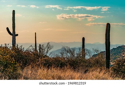 Majestic Arizona Sunset With Saguaro Silhouette Shot From The McDowell Mountains.