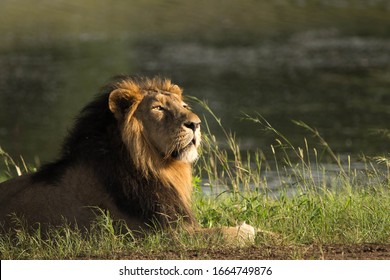 Majestic Asiatic Lion Portrait in green background. male lion in nature  - Shutterstock ID 1664749876