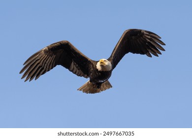 A majestic Bald Eagle in flight