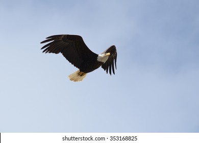 Majestic Bald Eagle Flying