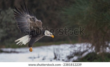 A majestic bald eagle gracefully landing in a pristine and snow-covered forest