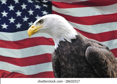 Majestic Bald Eagle Front Usa Flag Stock Photo 28379062 | Shutterstock