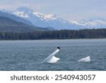 A majestic bald eagle perched atop an icy blue iceberg, the perfect setting for a stunning wildlife photograph