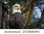 A majestic bald eagle perched on the tree branch in forest