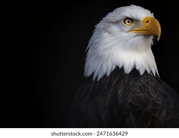 Majestic Bald Eagle Portrait on Black Background - Powered by Shutterstock