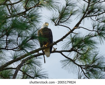 Majestic Bald Eagle Sitting In A Pine Tree Along The Anclote River In Tarpon Springs, Florida