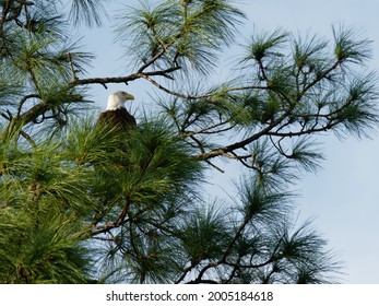 Majestic Bald Eagle Sitting In A Pine Tree Along The Anclote River In Tarpon Springs, Florida