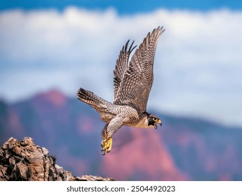 A majestic Bald Eagle soars through the clear blue sky, its powerful wings spread wide. The eagle's sharp eyes scan the landscape below as it effortlessly glides on the wind currents. - Powered by Shutterstock