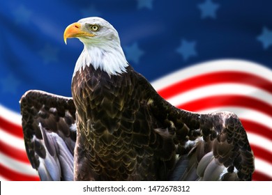 441 Eagle American Flag Wings Stock Photos, Images & Photography ...