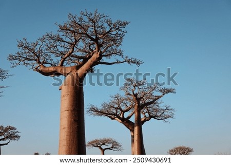 Similar – Image, Stock Photo Majestic Baobab Tree by the Shore at Praia Emilia