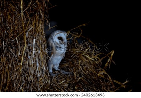 A majestic barn owl perched atop a bundle of dry straw in an old wooden barn
