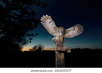A majestic barred owl landing on a wooden post at night