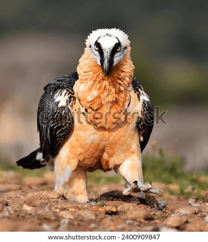 a majestic bearde vulture in spain