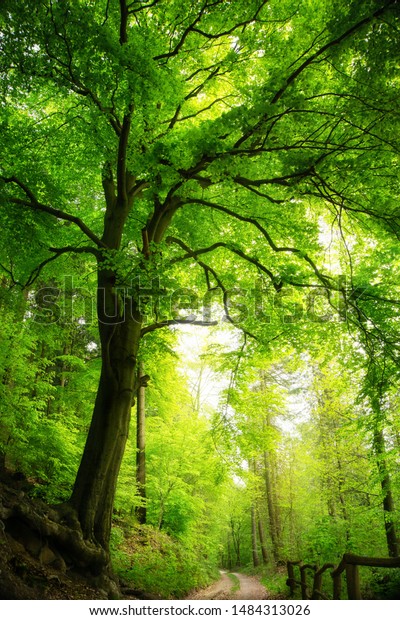 Majestueux Hetre Dans Une Foret Verte Photo De Stock Modifiable