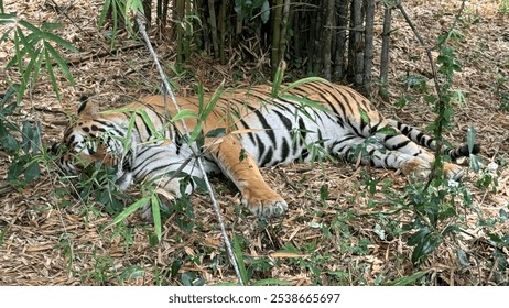 A majestic Bengal tiger relaxing in a forest - Powered by Shutterstock