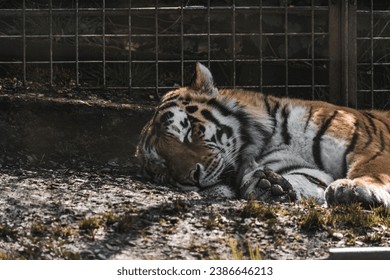 A majestic Bengal Tiger resting in its enclosure, with rocks beneath its feet - Powered by Shutterstock