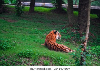 A majestic Bengal tiger resting in a grassy meadow, surrounded by lush trees - Powered by Shutterstock