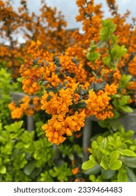 The Majestic Berberis Tree  This captivating photo showcases the grandeur of a Berberis tree, a member of the Berberidaceae family known for its stunning foliage and colorful berries. 