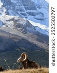 A majestic bighorn sheep stands against a backdrop of snow-capped mountains. Its powerful horns curve gracefully, a symbol of strength and endurance. Banff National Park