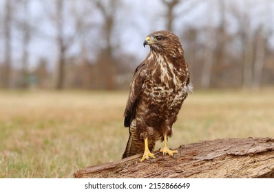 Majestic bird of prey common buzzard  - Shutterstock ID 2152866649