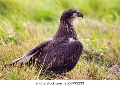 A majestic bird of prey, likely a hawk or falcon, perched on a grassy prairie. Its sharp beak and powerful wings are visible, showcasing its predatory nat. Elements of this image furnished by NASA - Powered by Shutterstock