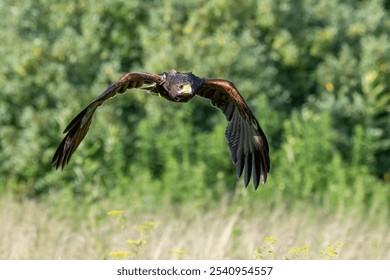 A majestic bird soaring above a lush grassy landscape dotted with trees and shrubs - Powered by Shutterstock