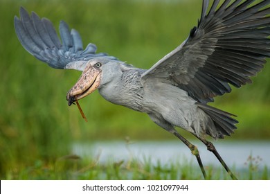 The majestic bird of the wetlands and an excellent fisherman is in typical green environment. It just caugh its prey - fish and flying away. The Shoebill (balaeniceps rex) or Shoe-Billed Stork
					