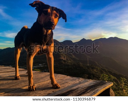 Similar – Image, Stock Photo Majestic Pico Câo Grande rising through the mist