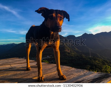 Similar – Image, Stock Photo Majestic Pico Câo Grande rising through the mist