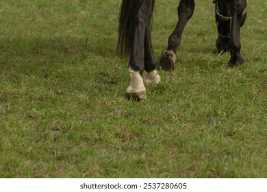 A majestic black horse can be seen walking gracefully through a lush, green grassy field, enjoying the beauty of nature all around it - Powered by Shutterstock