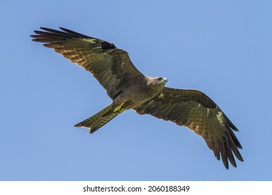 The Majestic Black Kite Gliding